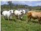 “Flagstone” Normanby Road, Bowen QLD 4805
