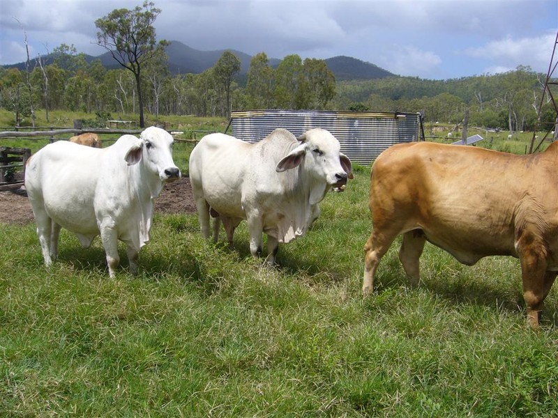 “Flagstone” Normanby Road, Bowen QLD 4805