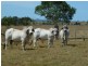235 Milman North Road, Milman QLD 4702