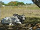 235 Milman North Road, Milman QLD 4702