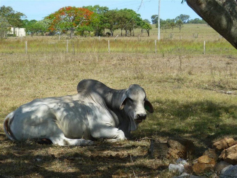 235 Milman North Road, Milman QLD 4702