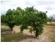 233 Allen Road, Gracemere QLD 4702