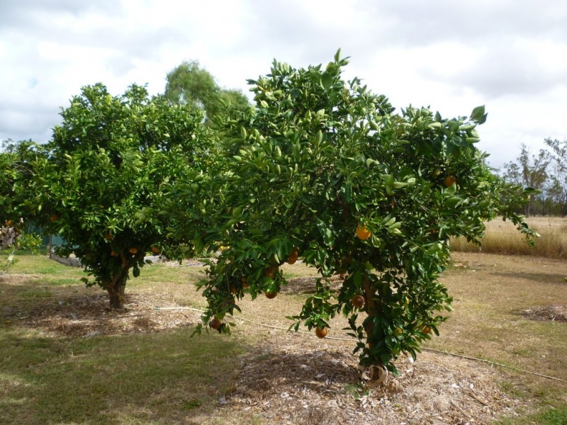 233 Allen Road, Gracemere QLD 4702