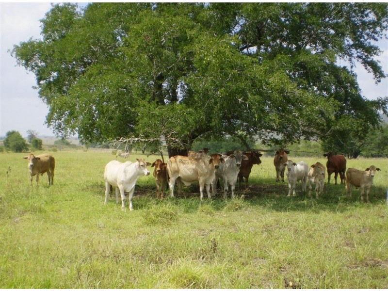 260  Shannon Road, Dalma QLD 4702