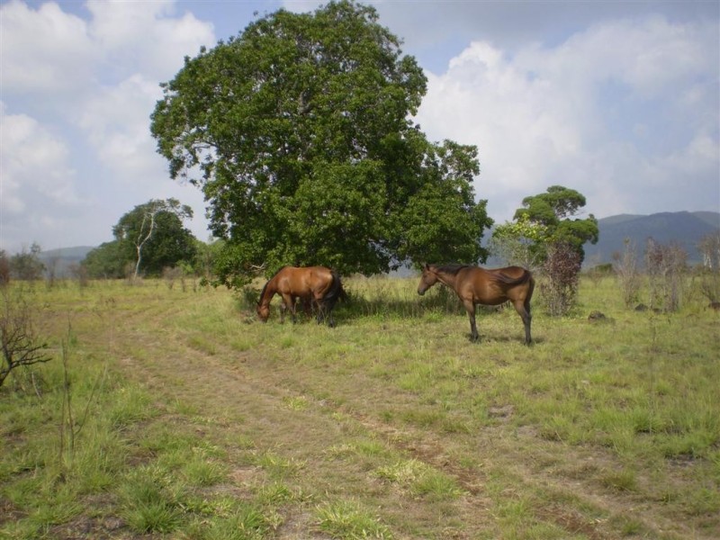 260  Shannon Road, Dalma QLD 4702