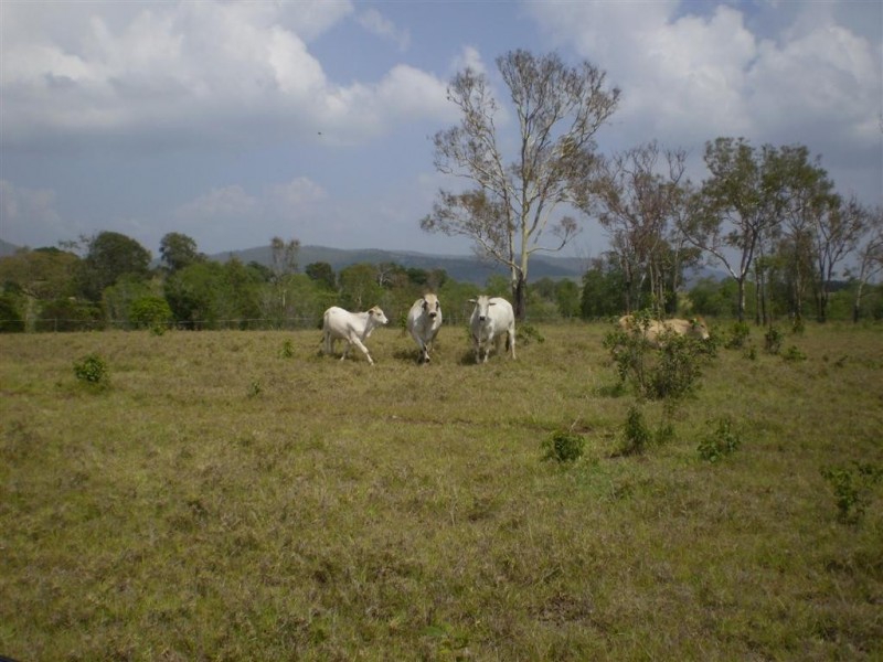 260  Shannon Road, Dalma QLD 4702