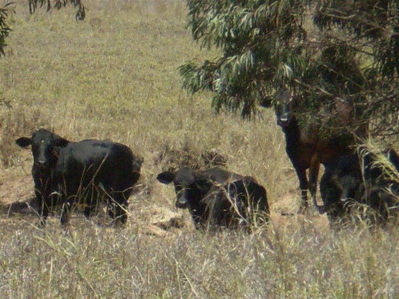 2354 Alsace Road, Dingo QLD 4702