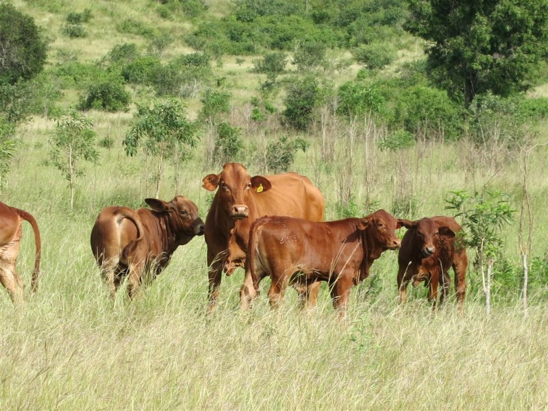 Lot 1 Atkinson Road, Yaamba QLD 4704