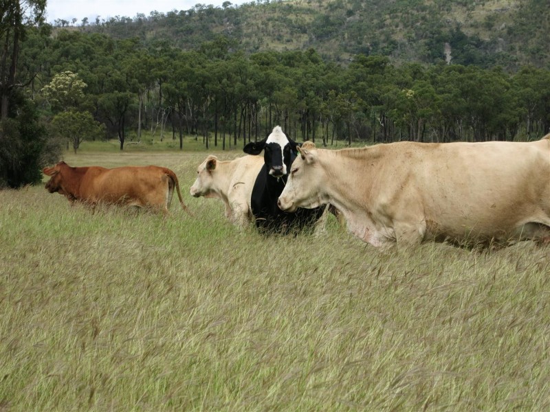 Lot 2 “Glencoe”  Atkinson Road, Yaamba QLD 4704