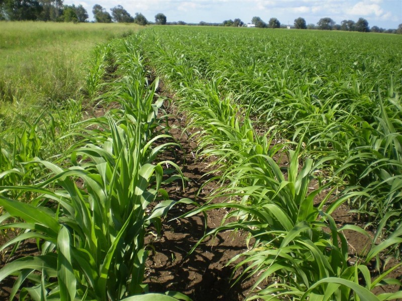 Lot 2 Birrahlee Road, South Yaamba QLD 4702