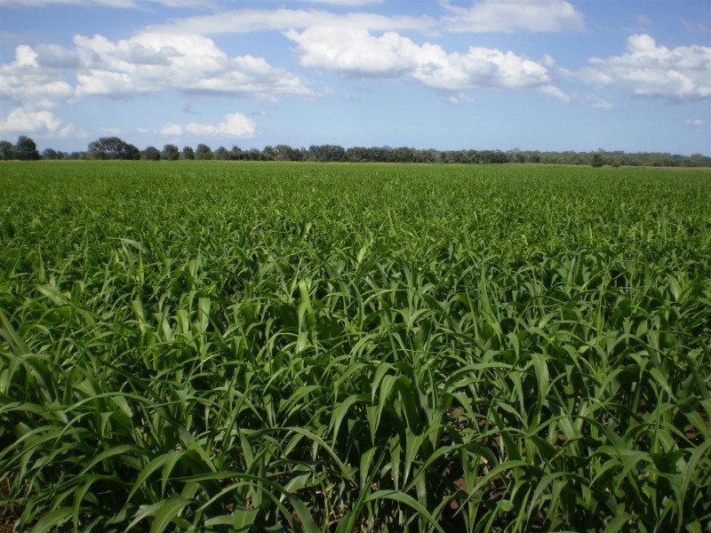 Lot 2 Birrahlee Road, South Yaamba QLD 4702