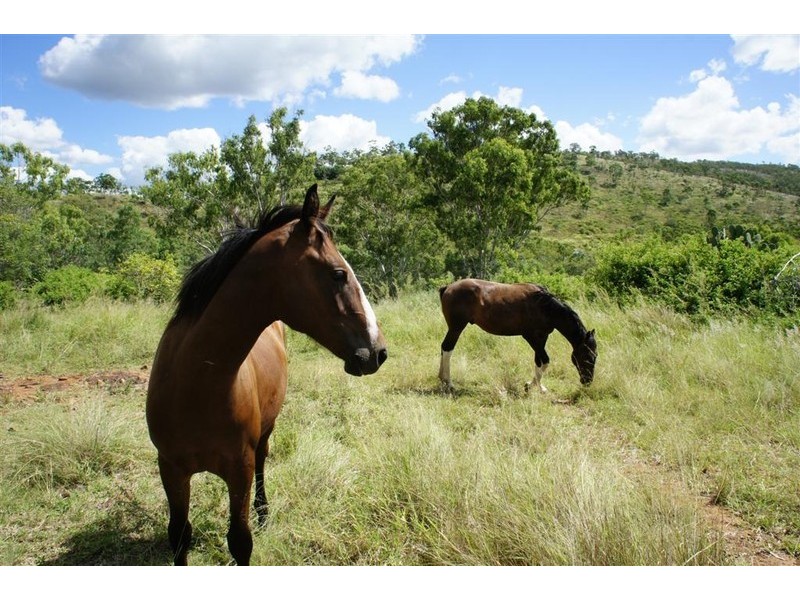 Lot 107 Randwick Lane, Mount Morgan QLD 4714