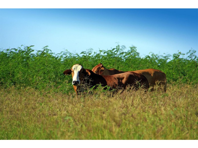 189 Stracey Road, Alton Downs QLD 4702