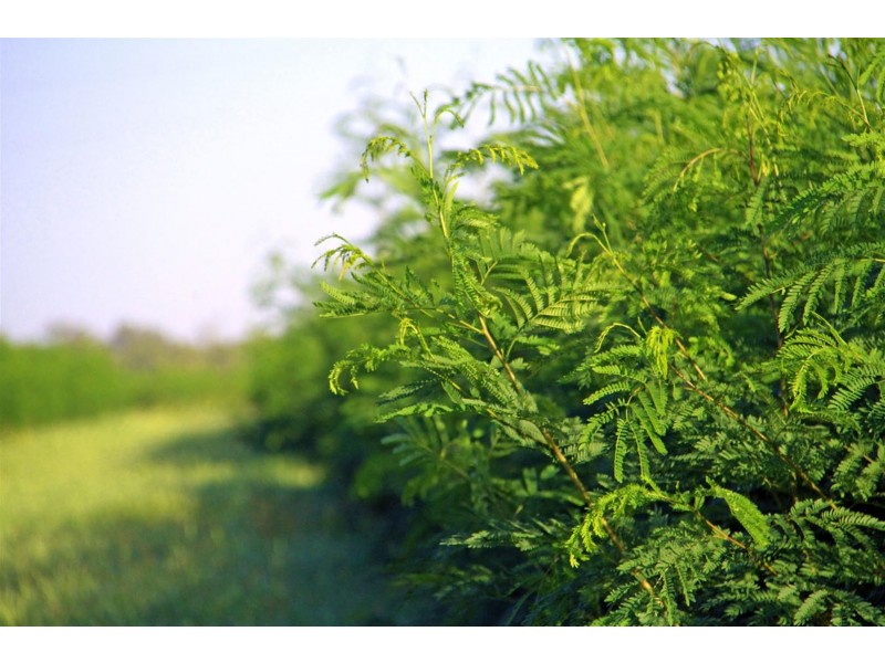 189 Stracey Road, Alton Downs QLD 4702