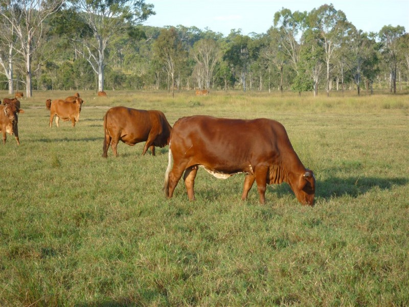 696 Lake Mary Road, Lake Mary QLD 4703