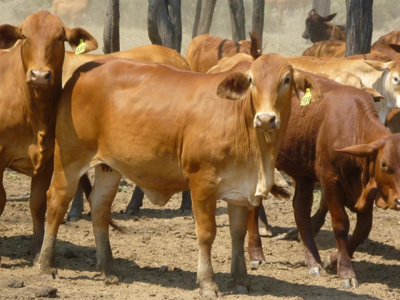 Lot 76 “Big Dam” Overdeen Road, Banana QLD 4702