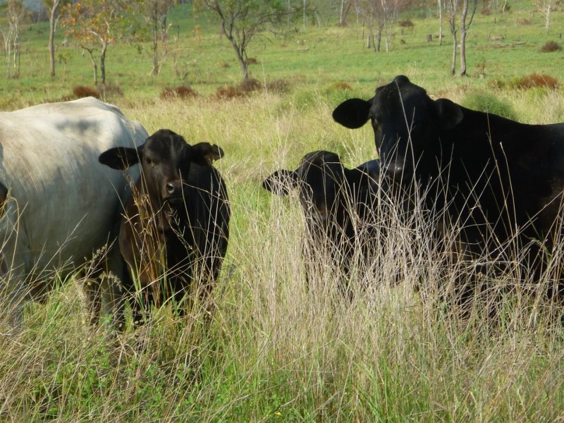 136 McLean Road, Midgee QLD 4702