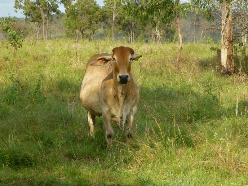 136 McLean Road, Midgee QLD 4702