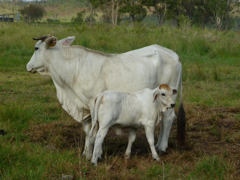 136 McLean Road, Midgee QLD 4702