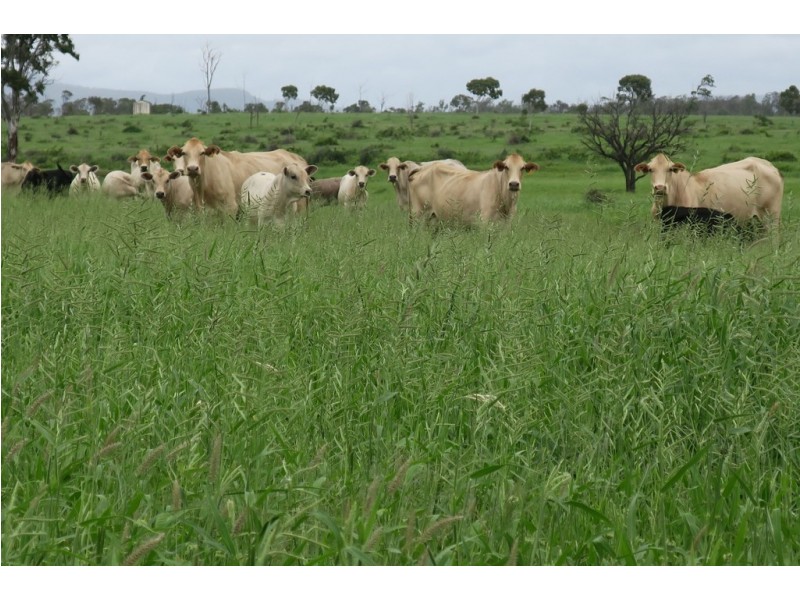 419 Bishop Road, Garnant QLD 4702