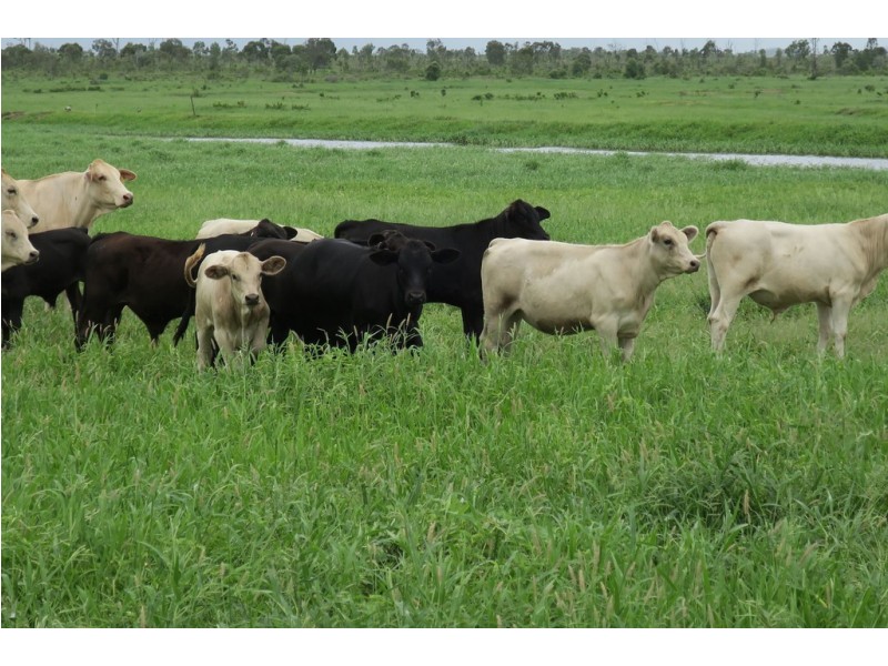 419 Bishop Road, Garnant QLD 4702