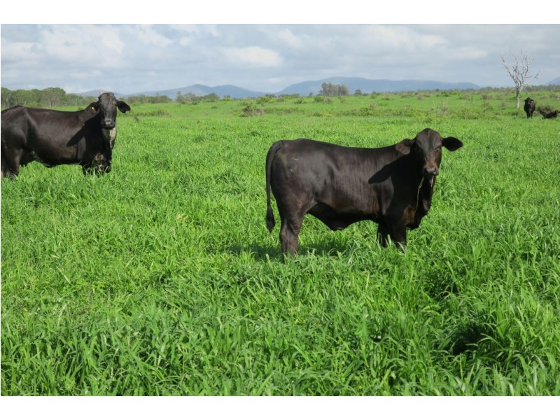 419 Bishop Road, Garnant QLD 4702