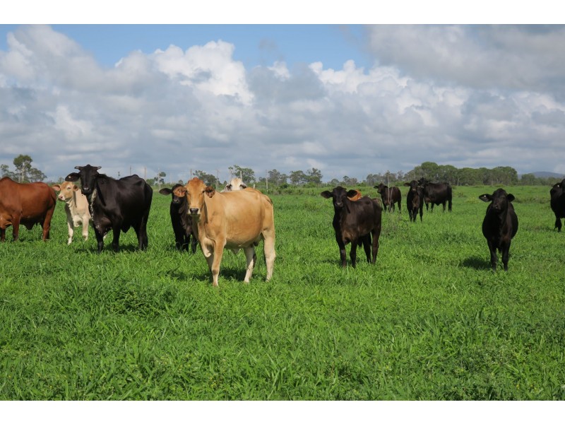 419 Bishop Road, Garnant QLD 4702