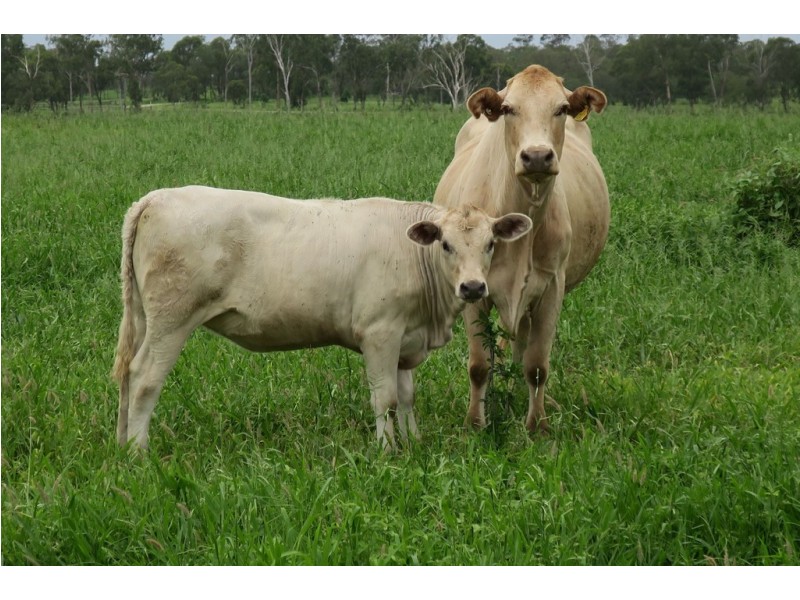 419 Bishop Road, Garnant QLD 4702