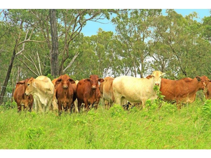 “Linden Hills” Faraday Road, Ridgelands QLD 4702