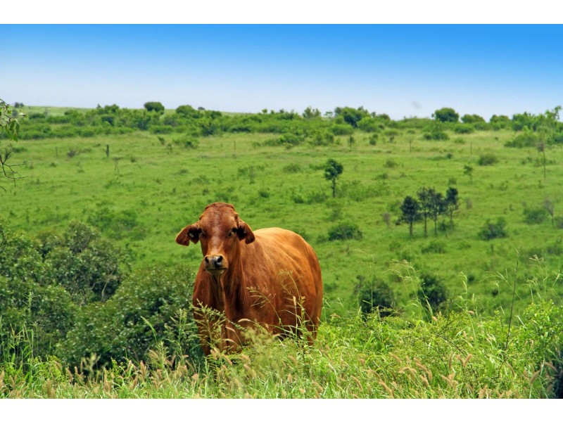 “Linden Hills” Faraday Road, Ridgelands QLD 4702