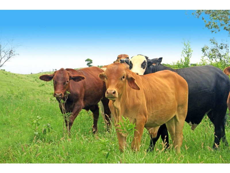 “Linden Hills” Faraday Road, Ridgelands QLD 4702