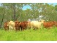 “Linden Hills” Faraday Road, Ridgelands QLD 4702