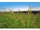 “Linden Hills” Faraday Road, Ridgelands QLD 4702