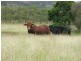 “Glencoe” Atkinson Road, The Caves QLD 4702