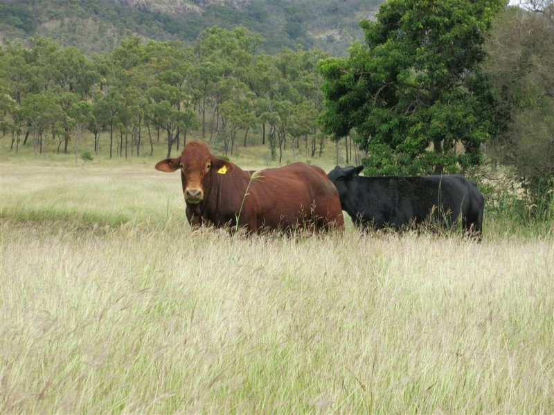 “Glencoe” Atkinson Road, The Caves QLD 4702