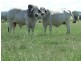 Wowan QLD 4702