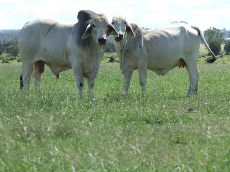 Wowan QLD 4702