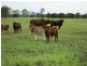 226 “Koorilgah” Woodford Road, Alton Downs QLD 4702