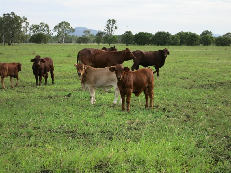 226 “Koorilgah” Woodford Road, Alton Downs QLD 4702