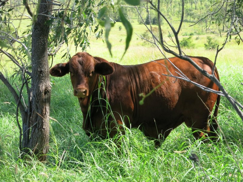 521 Granleigh-Pheasant Creek Rd, Wowan QLD 4702