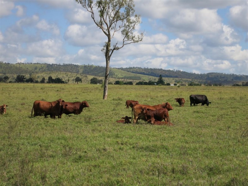 521 Granleigh-Pheasant Creek Rd, Wowan QLD 4702