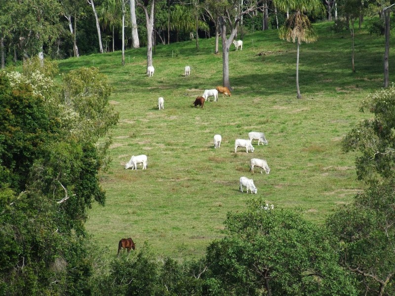 88479 Bruce Highway, Koumala QLD 4738