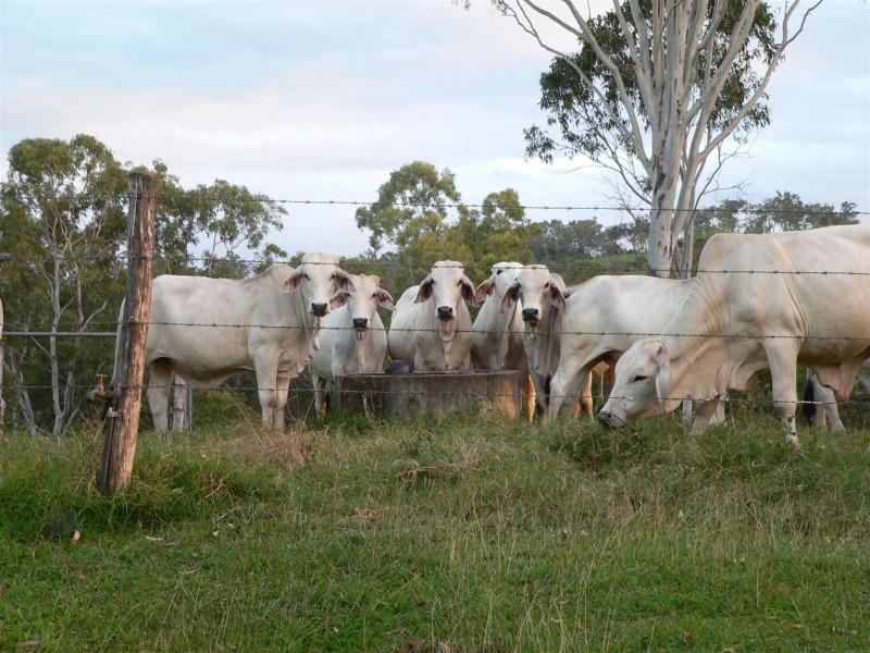 88479 Bruce Highway, Koumala QLD 4738