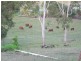 88479 Bruce Highway, Koumala QLD 4738