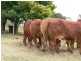 88479 Bruce Highway, Koumala QLD 4738