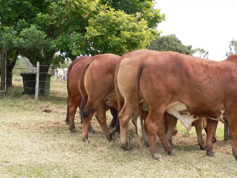 88479 Bruce Highway, Koumala QLD 4738