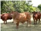 88479 Bruce Highway, Koumala QLD 4738