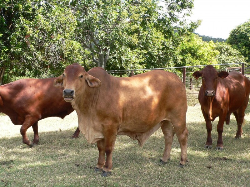 88479 Bruce Highway, Koumala QLD 4738