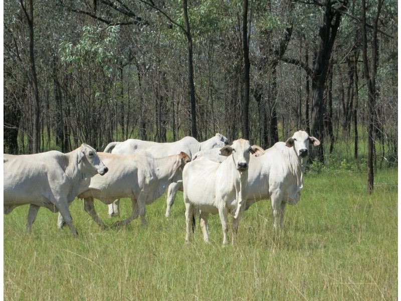 “BOYCES” Glendarra Road, Dingo QLD 4702