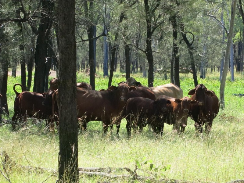 “BOYCES” Glendarra Road, Dingo QLD 4702